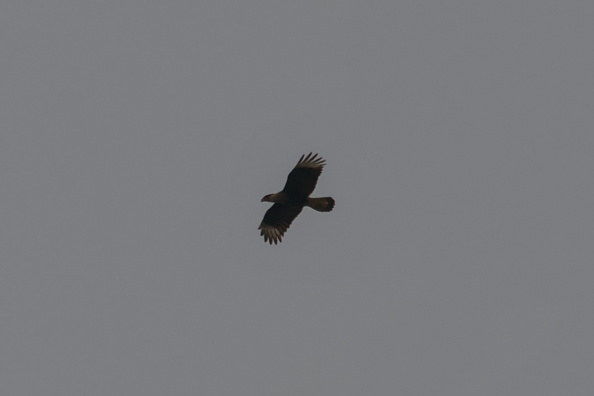 Crested Caracara - ML642894722