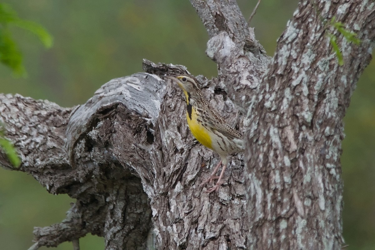 Eastern Meadowlark - ML642894723