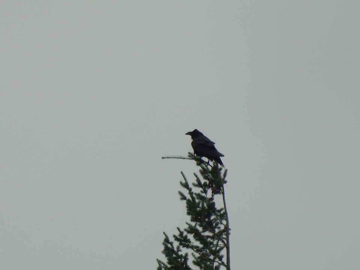 Grand Corbeau - ML642894725