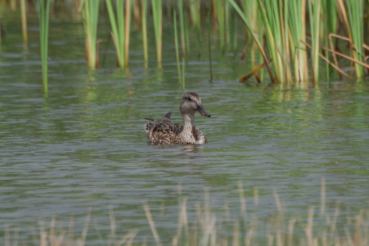 Gadwall - ML642894729