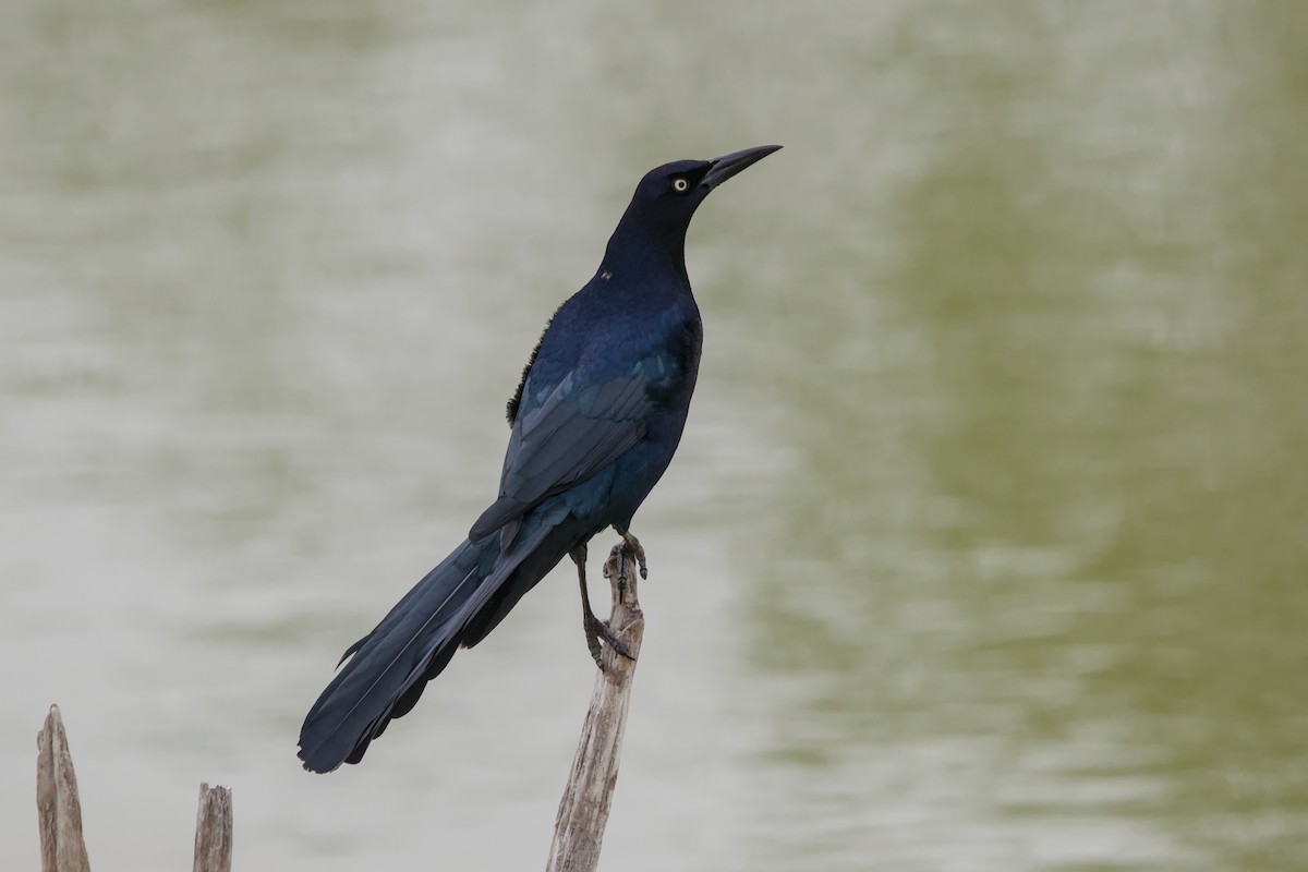 storhaletrupial - ML642894754