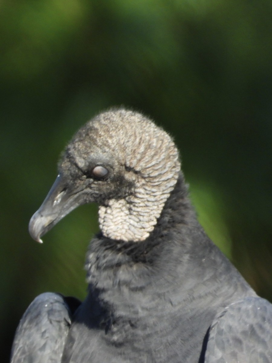 Urubu noir - ML642894757