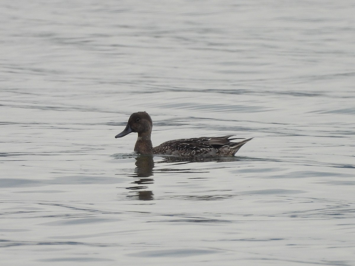 Canard pilet - ML642894765