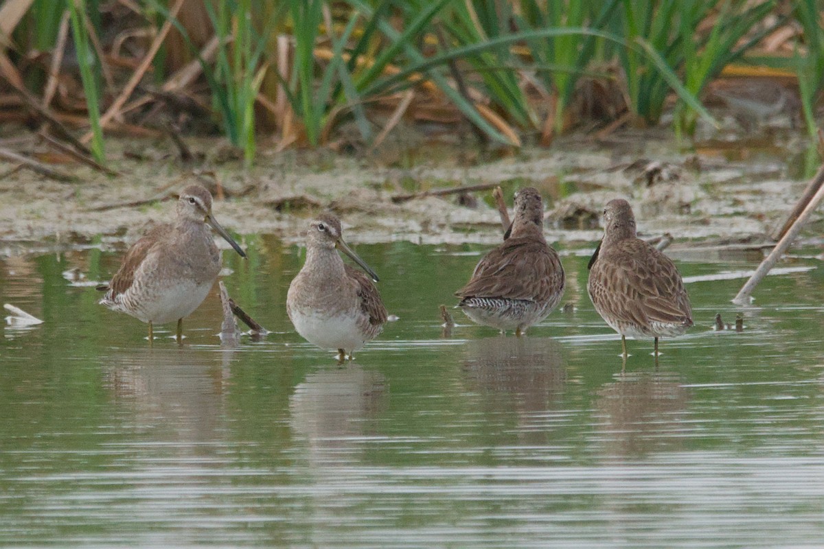 Bécassin à long bec - ML642894772