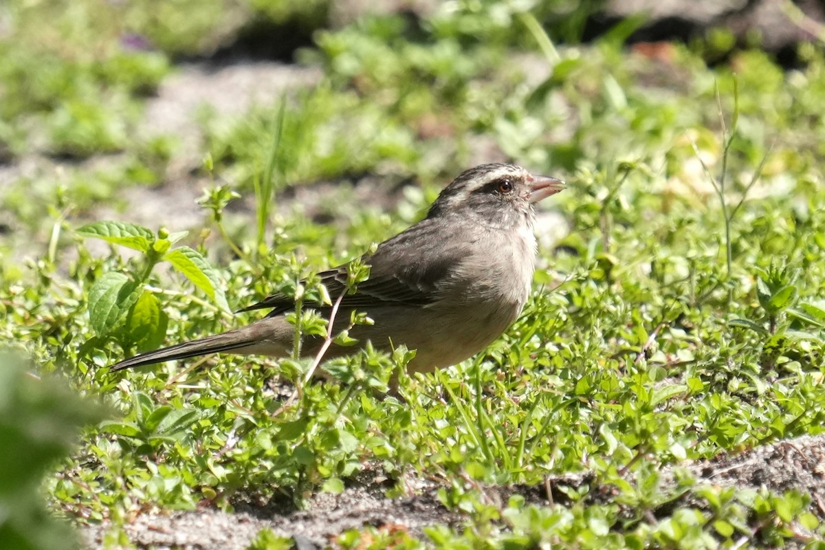 Serin gris - ML642894774