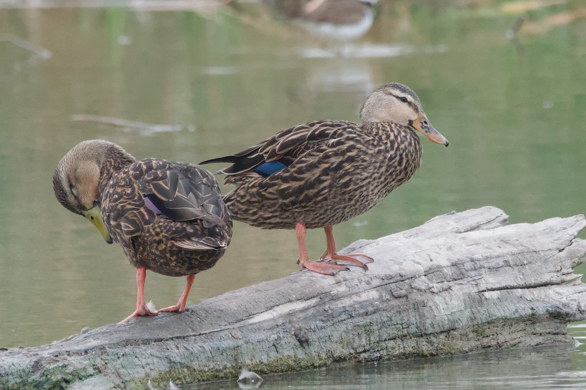 Canard brun - ML642894775