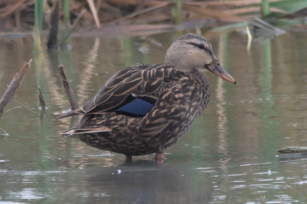 Canard brun - ML642894776