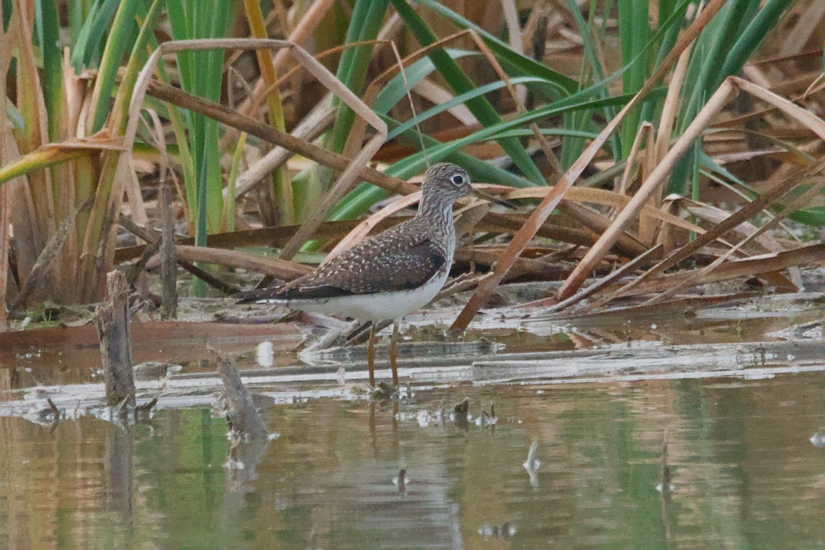 eremittsnipe - ML642894789