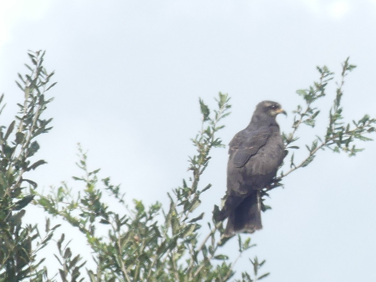 Snail Kite - ML642894792