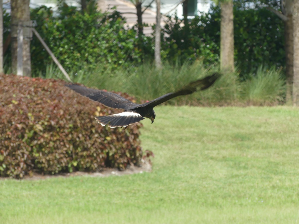 Snail Kite - ML642894793
