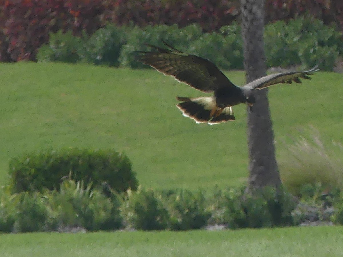 Snail Kite - ML642894794