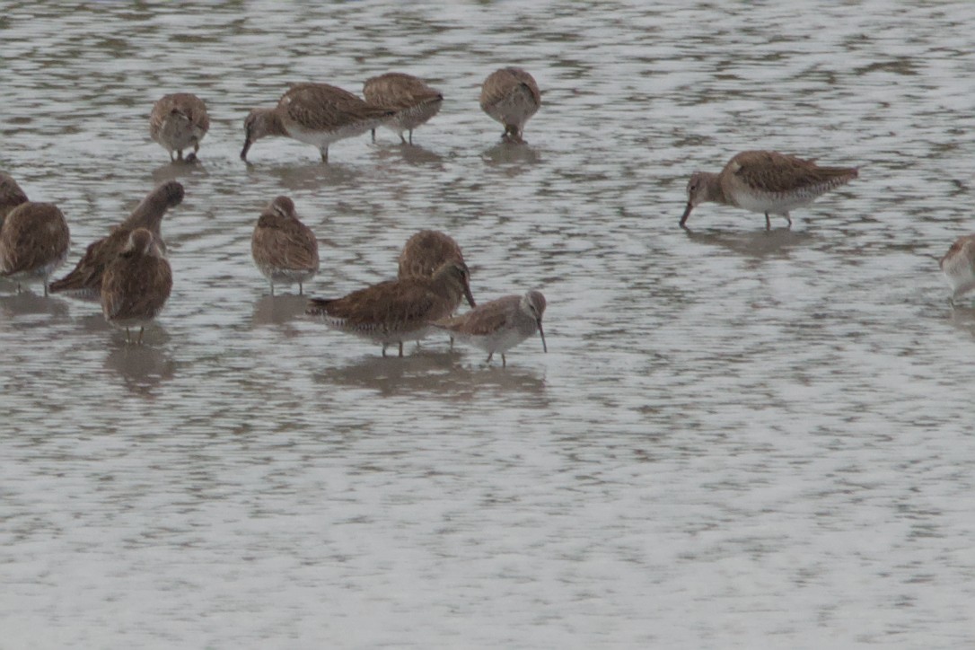 styltesnipe - ML642894795