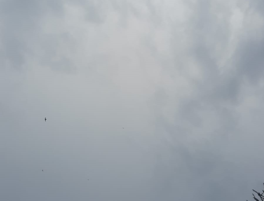Antillean Palm Swift - ML642894797