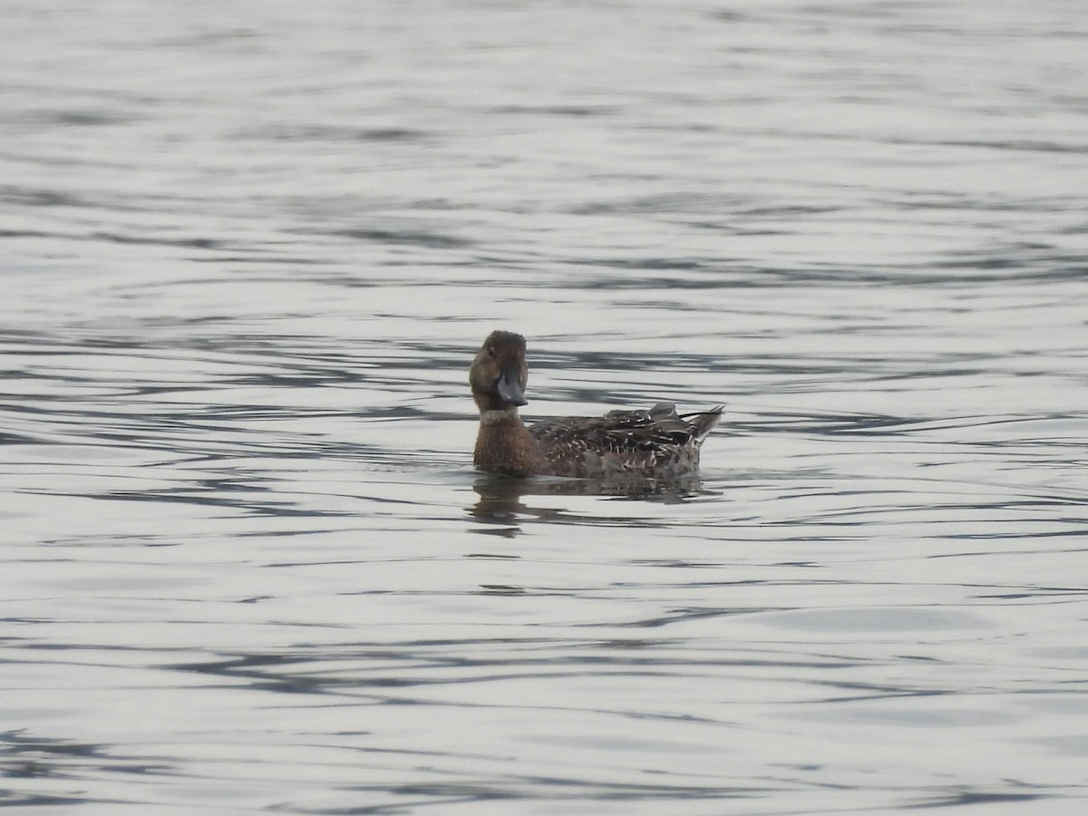 Canard pilet - ML642894806