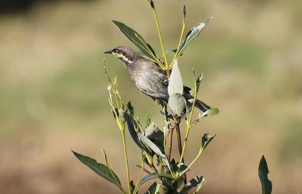 Mangrove Honeyeater - ML642894812