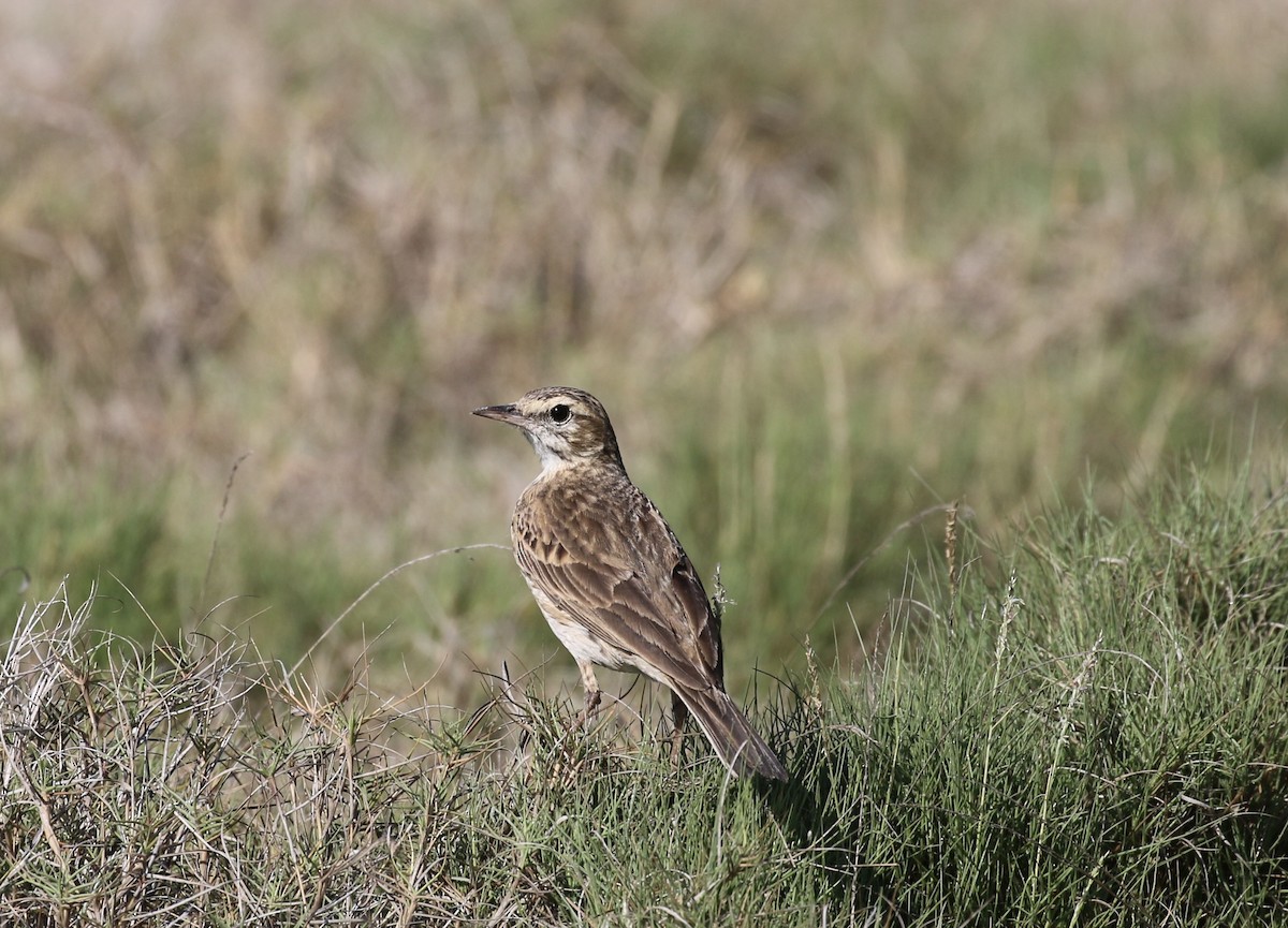 Pipit d'Australie - ML642894818