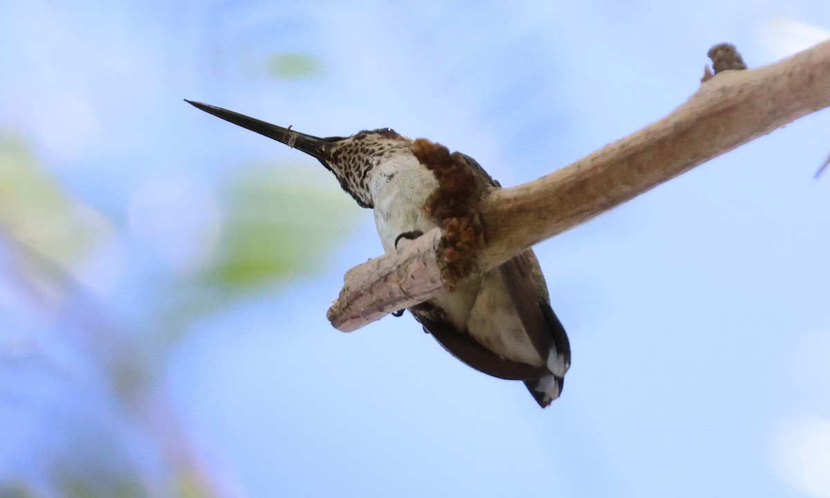 Colibri à gorge noire - ML642894822