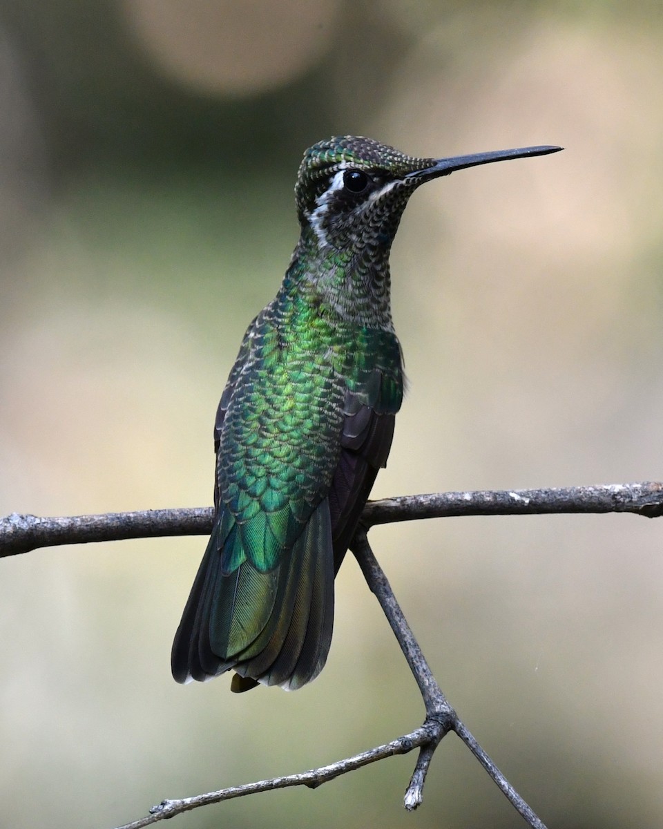 Colibri de Rivoli - ML642894825