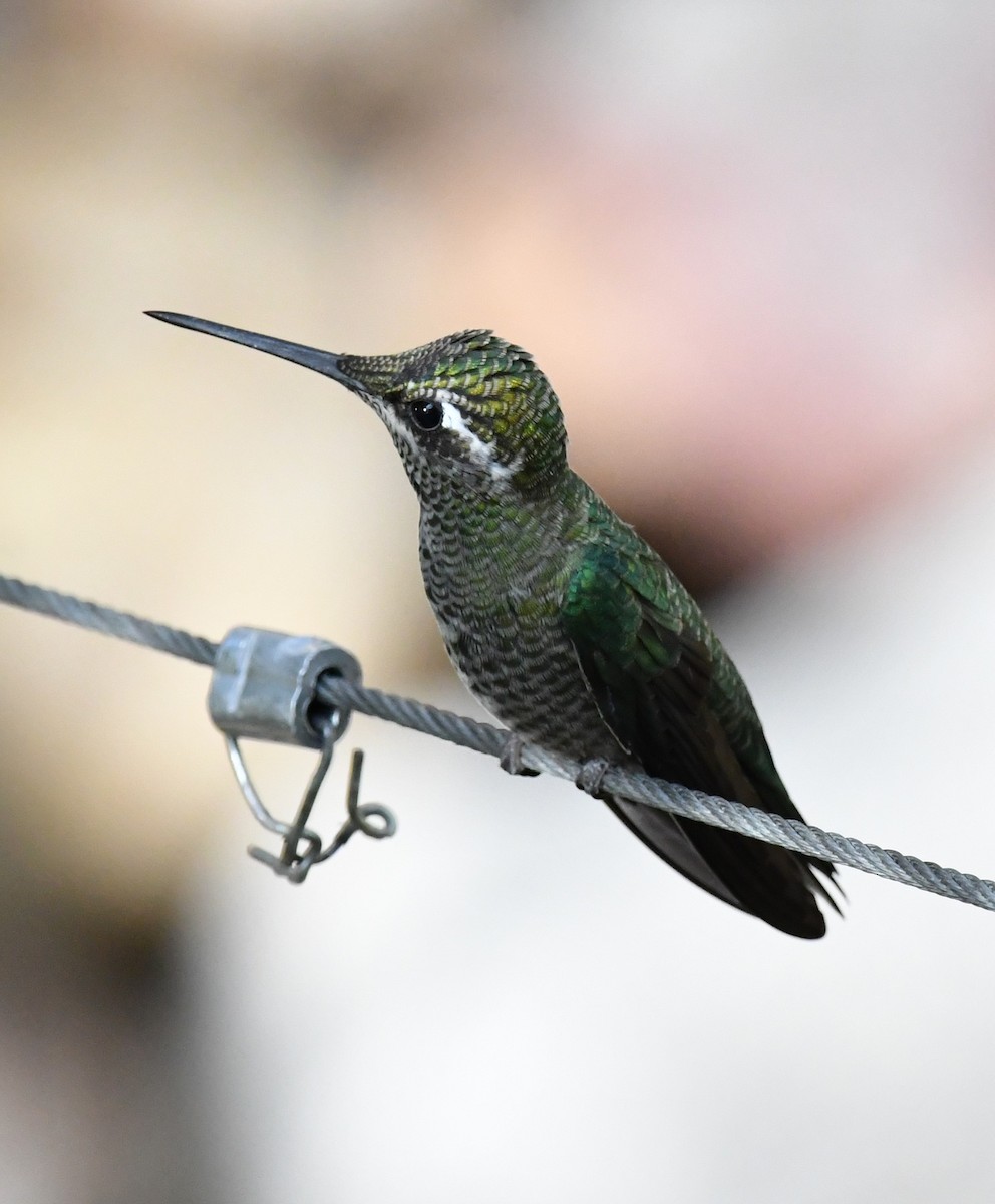 Colibri de Rivoli - ML642894826