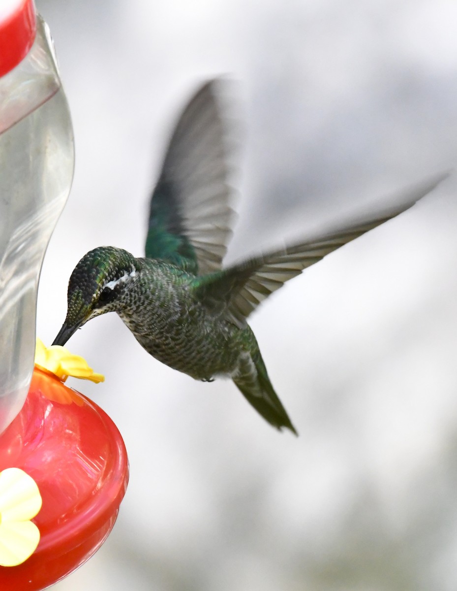 Colibri de Rivoli - ML642894827