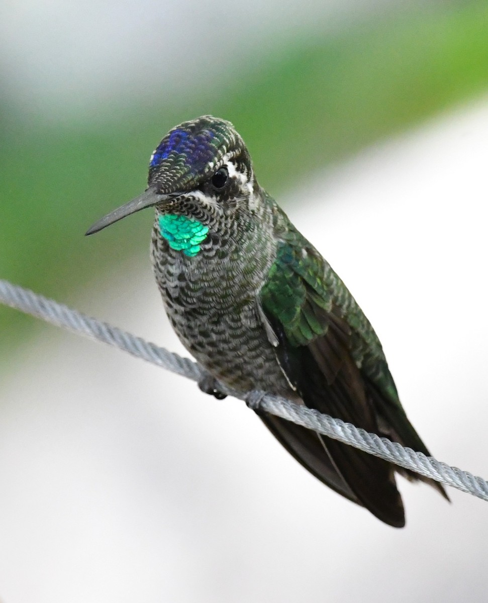 Colibri de Rivoli - ML642894828