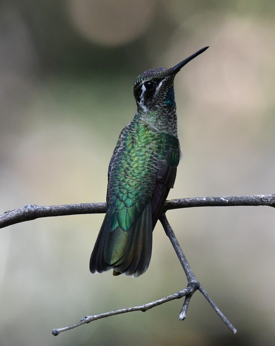 Colibri de Rivoli - ML642894829