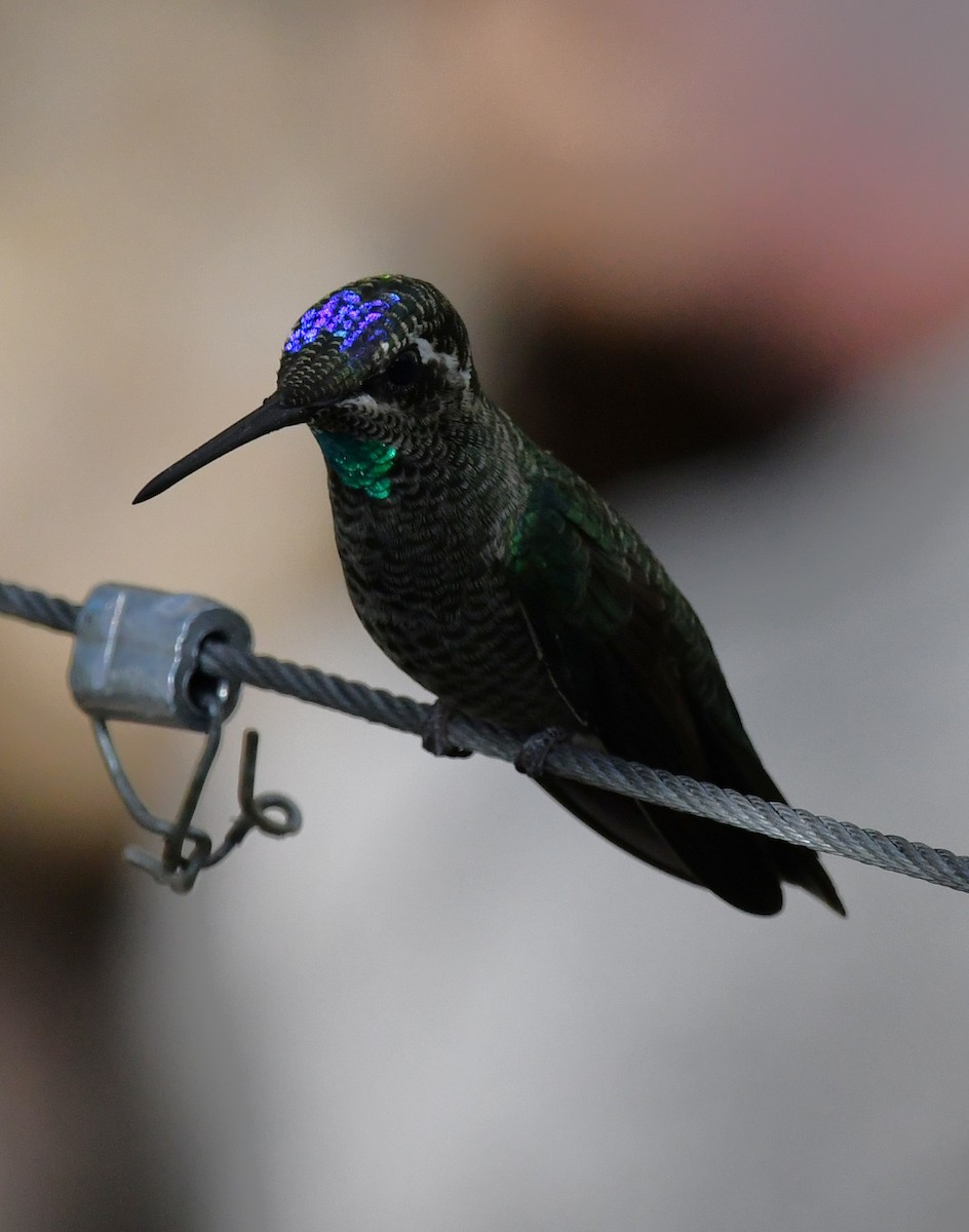 Colibri de Rivoli - ML642894830