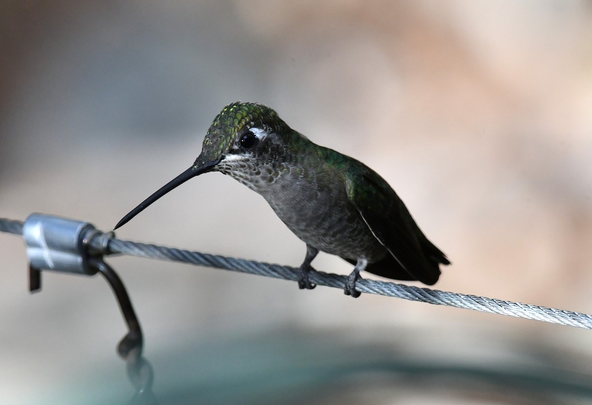Colibri de Rivoli - ML642894831