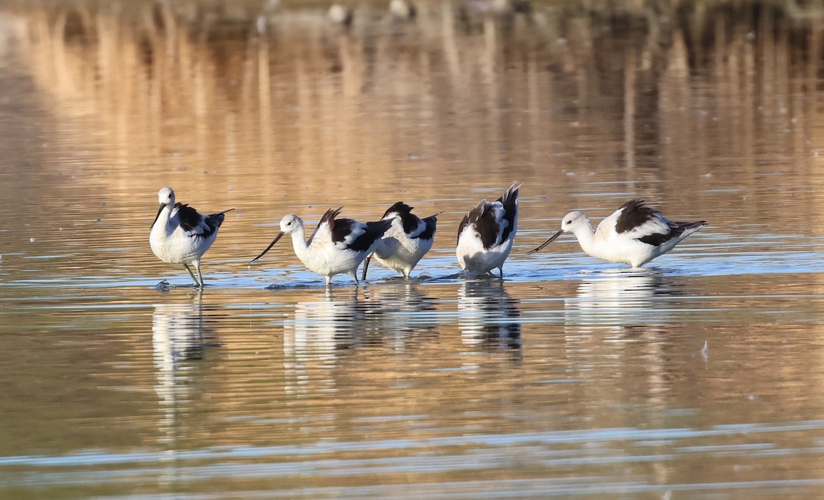 Avocette d'Amérique - ML642894832