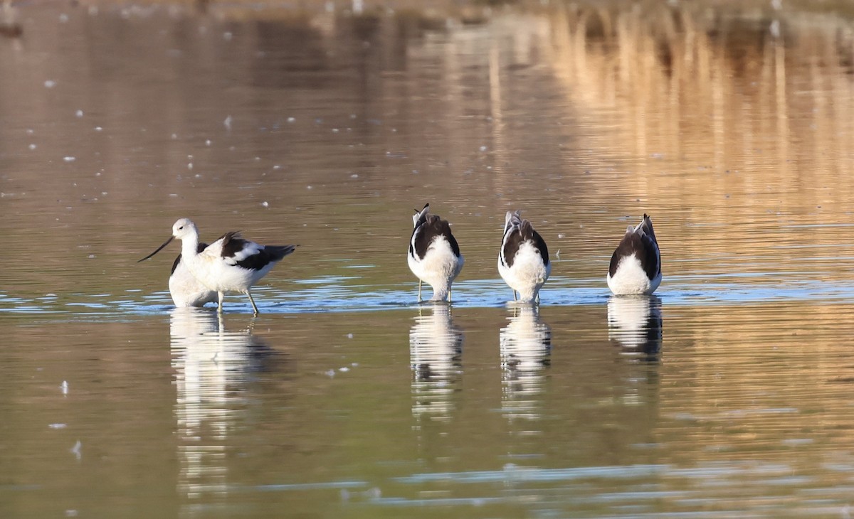 Avocette d'Amérique - ML642894833
