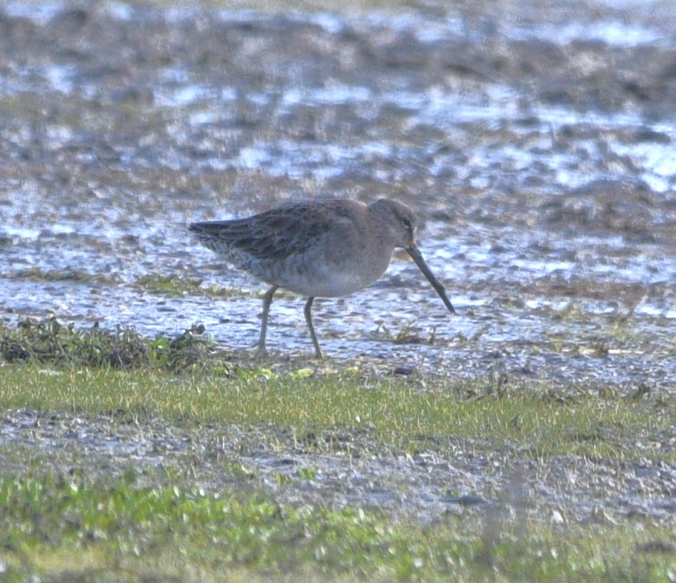 Bécassin à long bec - ML642894834
