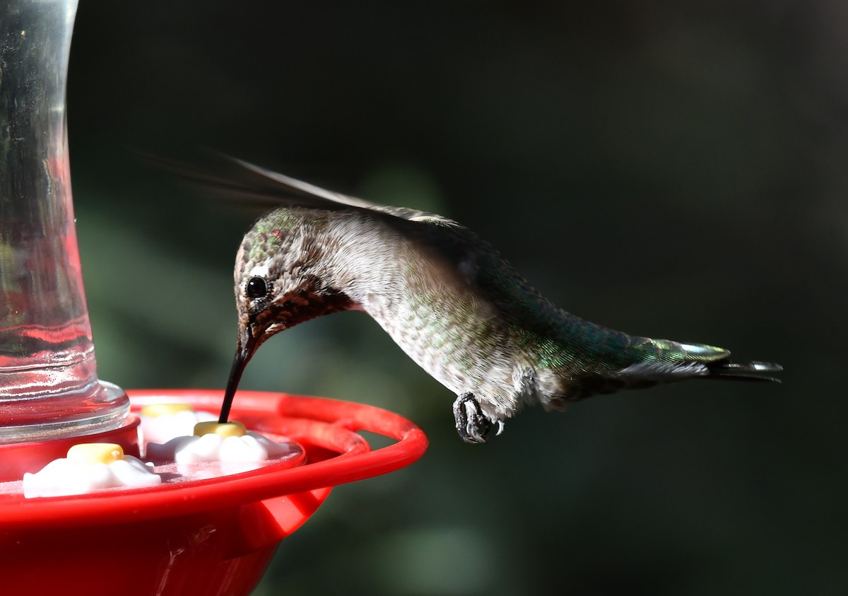 Colibri d'Anna - ML642894840