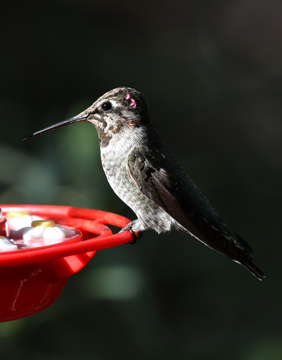 Colibri d'Anna - ML642894841