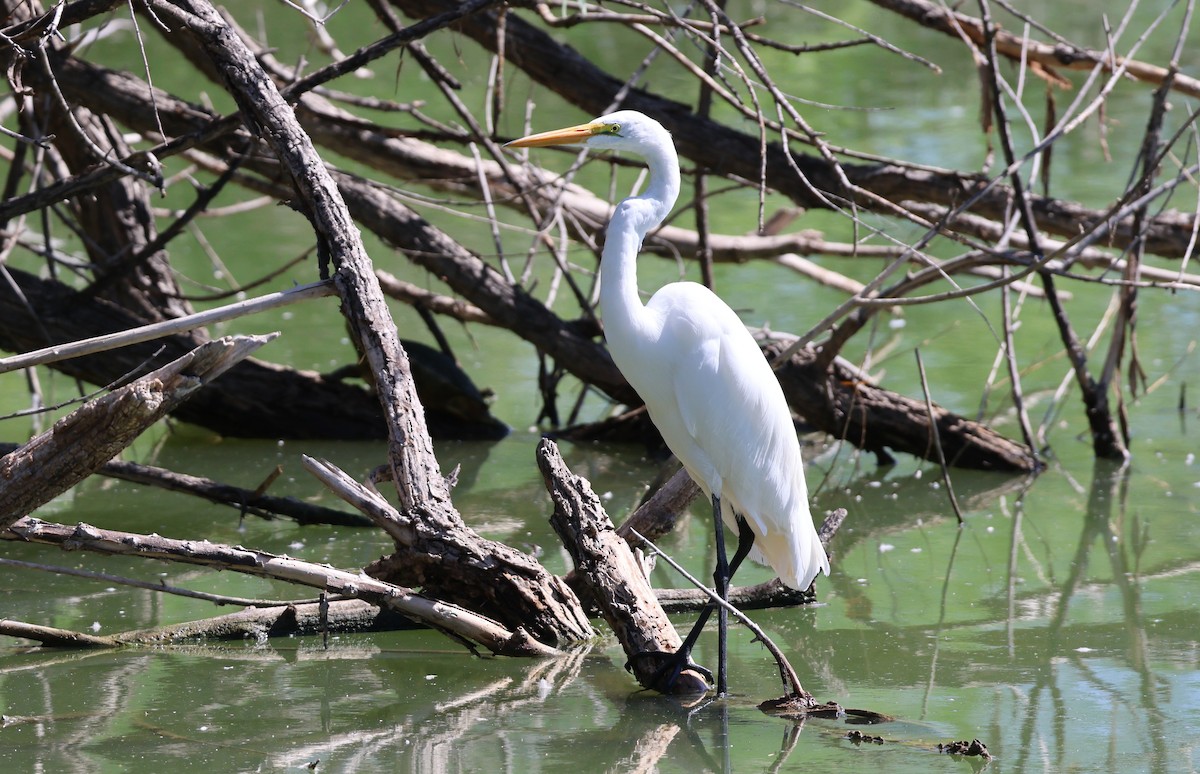 Grande Aigrette - ML642894844