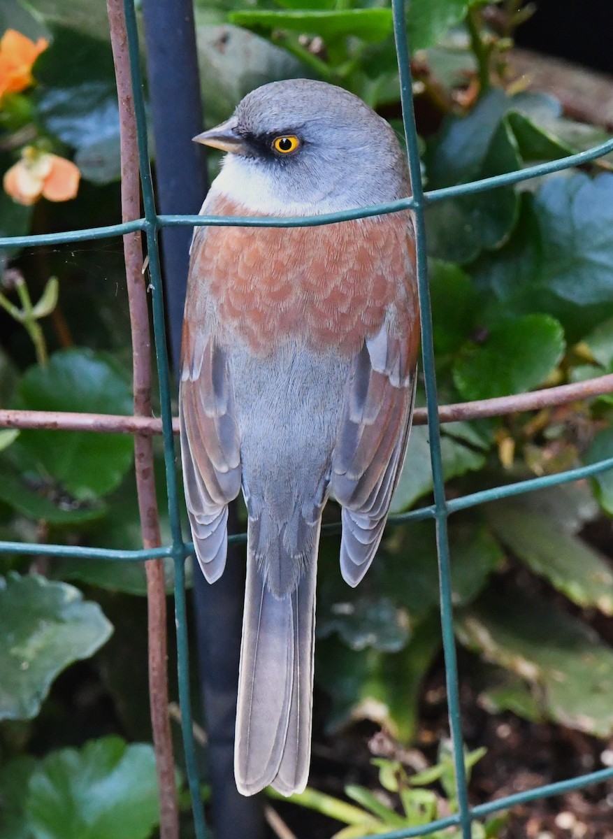 Yellow-eyed Junco - ML642894873