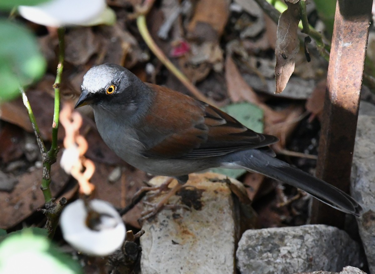 Yellow-eyed Junco - ML642894874