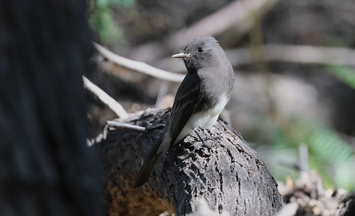Black Phoebe - ML642894881