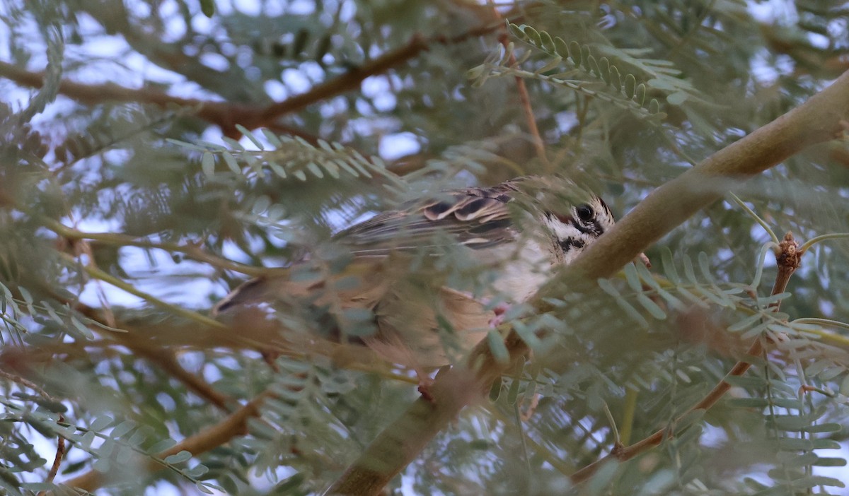 Lark Sparrow - ML642894922