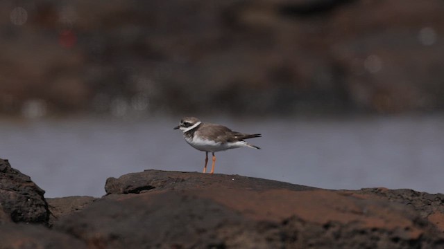 ハジロコチドリ - ML642894923