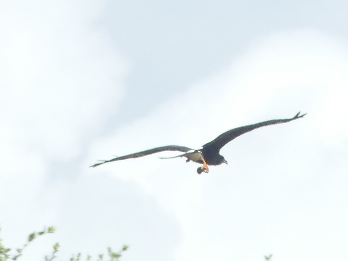 Snail Kite - ML642894930