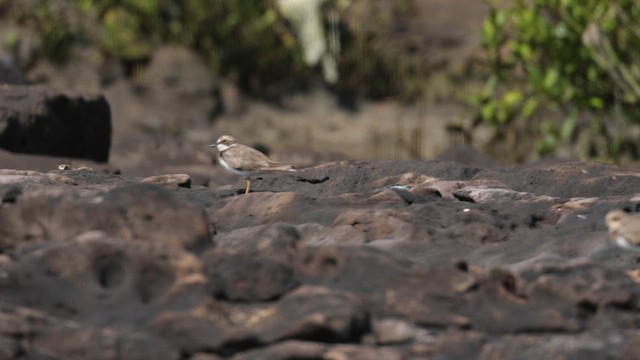 Little Ringed Plover - ML642894932