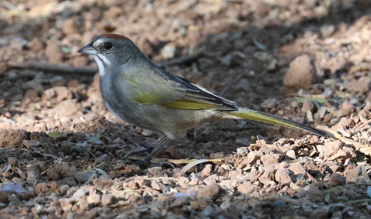 Green-tailed Towhee - ML642894933