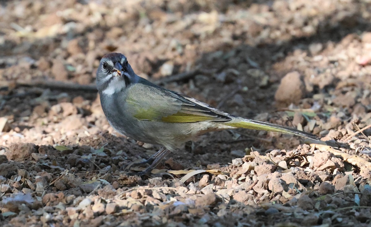 Green-tailed Towhee - ML642894934