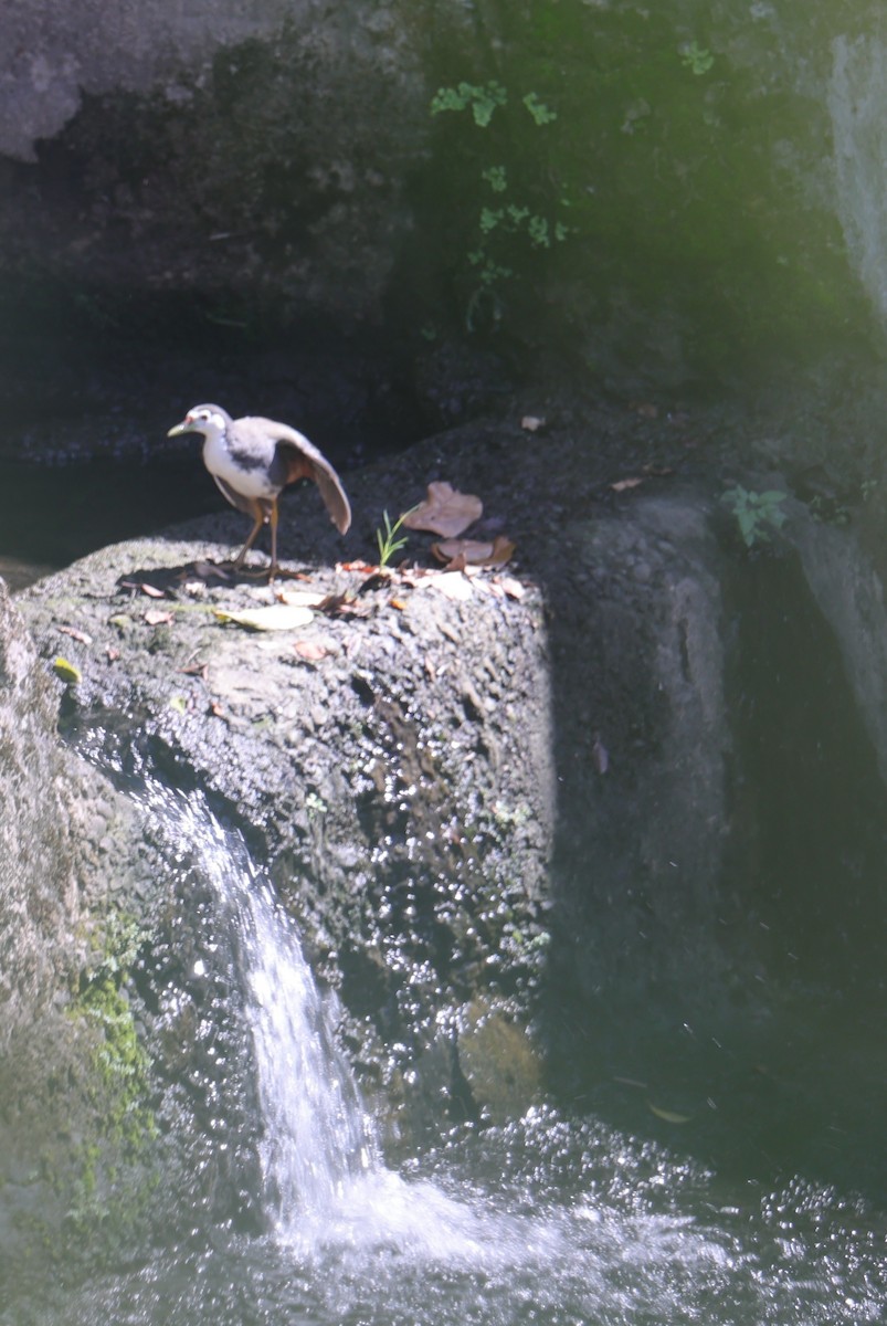 White-breasted Waterhen - ML642894936