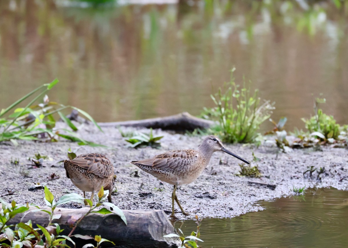 Long-billed Dowitcher - ML642894940