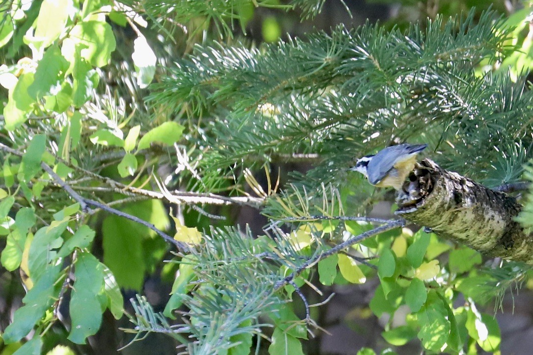 Red-breasted Nuthatch - ML642894947