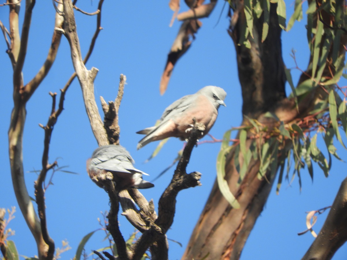 White-browed Woodswallow - ML642894950