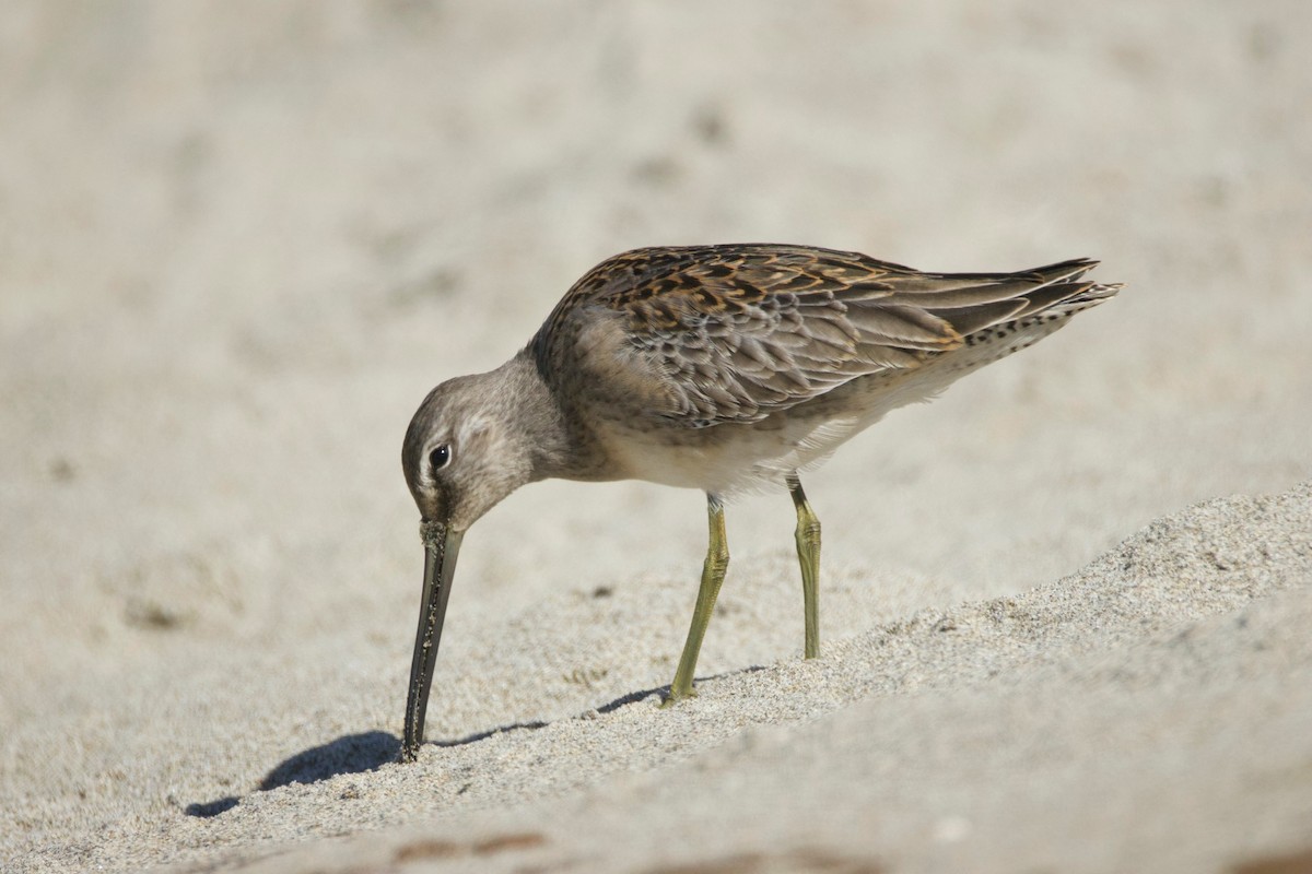 Short-billed/Long-billed Dowitcher - ML642894968