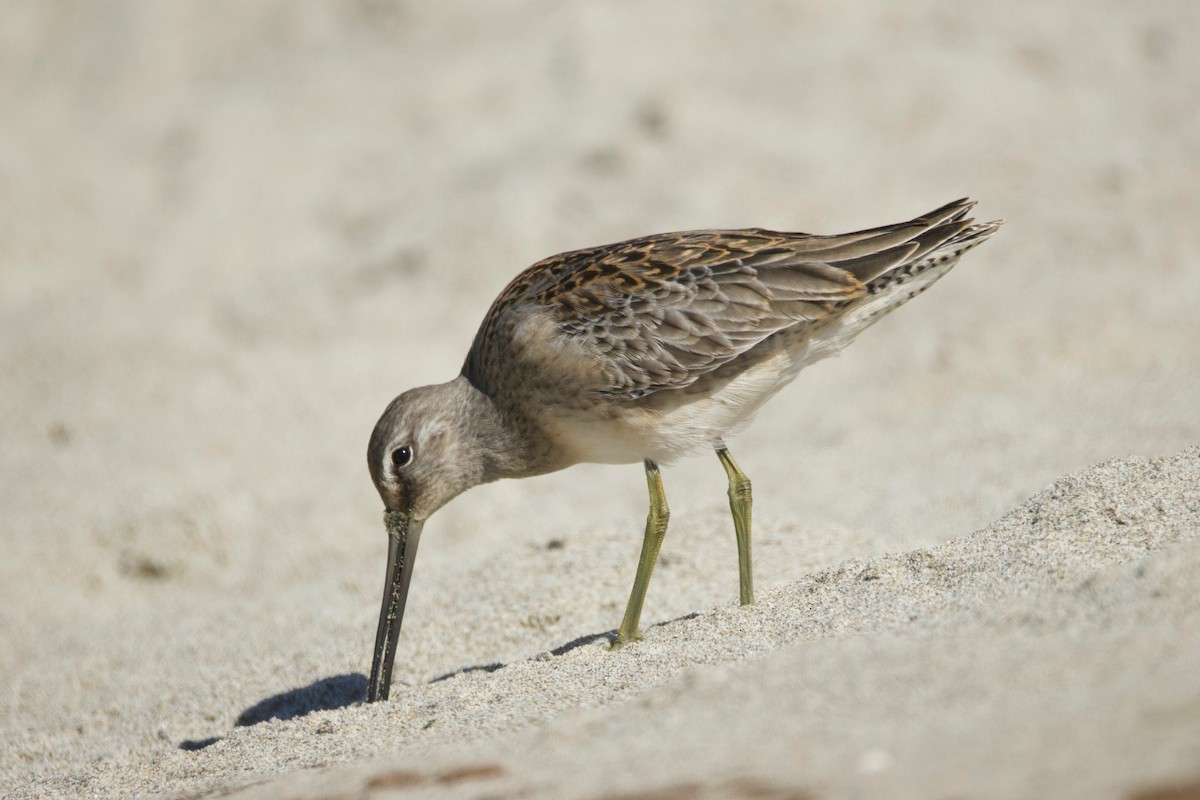 Short-billed/Long-billed Dowitcher - ML642894969