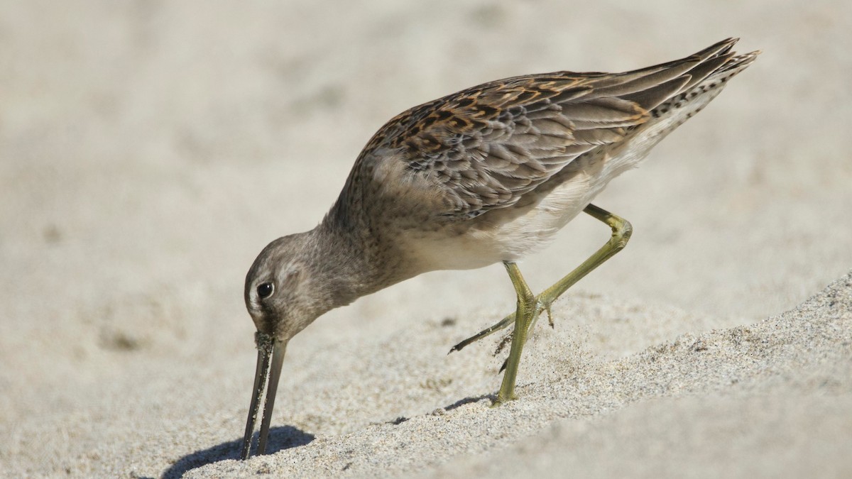 Short-billed/Long-billed Dowitcher - ML642894970